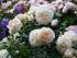 marieantoinette1
