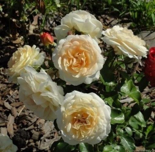 marieantoinette2