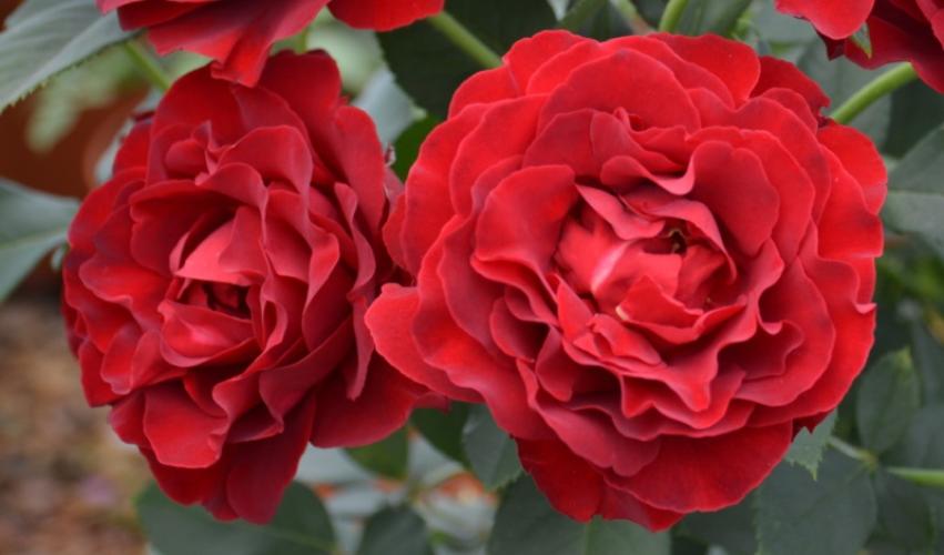 rosa_f_hommage_a_barbara_c15_2020_08_12_28