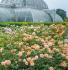 portsunlight3