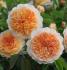 portsunlight4