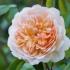 portsunlight1