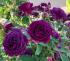 purpleeden1