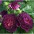 purpleeden4