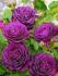 purpleeden3