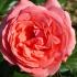amelia-renaissance-rose
