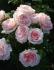 rosa_s_clair_renaissance