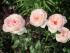 roza-kler-renessans-foto-2
