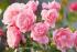 tickledpink1