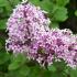 lilac-palibin-13973131952170