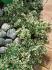 euga_0_euonymus_emerald_gaiety_1491332386