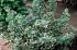 euonymus_fortunei_emeraldn_gaiety_1202145647