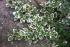 emerald-gaiety-euonymus-2132749-02-472909f4acfc40708ccf3f6c47f0aa78