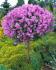 lilac-meyer-palibin-01_1723001821