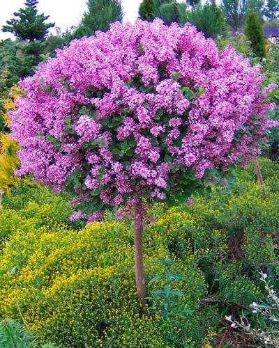 lilac-meyer-palibin-01_1723001821