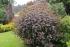physocarpus-opulifolius-red-baron