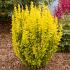 berberis-maria