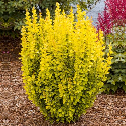berberis-maria