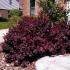 barberry-concorde-600x600-mckay-photo-