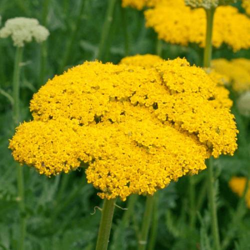 full_filipendulina