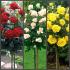 rose_stan_mix