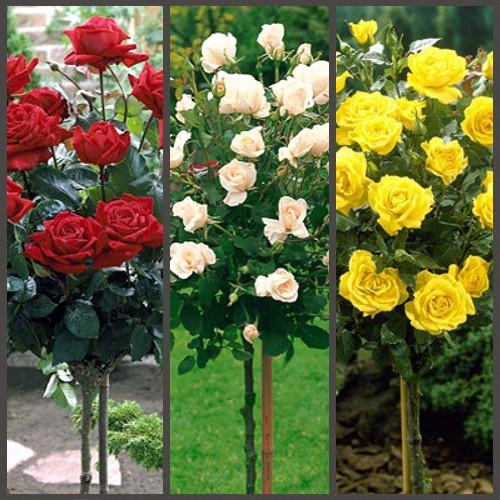 rose_stan_mix