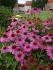 echinacea_purpurea_krakow