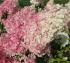 thumb_2621_500_450_0_0_crop