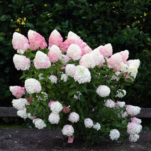 living-pink-rose