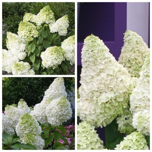 mycollages_2066491057