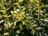 kriechspindel-blondy--m000117_h_0