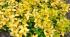 kriechspindel-blondy-